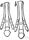 forefoot - a front foot of a quadruped