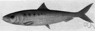Sardinops - pilchards