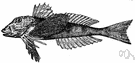 Prionotus - a genus of Triglidae