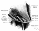 inguinal canal - oblique passage through the lower abdominal wall