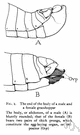 end organ - a specialized structure at the peripheral end of some motor or sensory nerve fibers