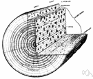 growth ring - an annual formation of wood in plants as they grow