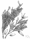 red cedar - tall tree of the Pacific coast of North America having foliage like cypress and cinnamon-red bark