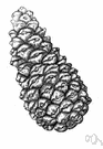 matai - conifer of Australia and New Zealand