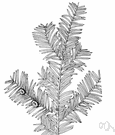 California yew - small or medium irregularly branched tree of the Pacific coast of North America