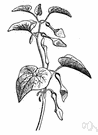 Aristolochia clematitis - creeping plant having curving flowers thought to resemble fetuses