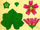 mallow family - herbs and shrubs and some trees: mallows