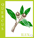 holm tree - evergreen oak of southern Europe having leaves somewhat resembling those of holly