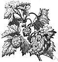 American hop - native American plant sometimes confused with the European hop