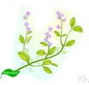 corn speedwell