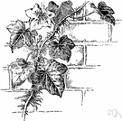 Parthenocissus tricuspidata - Asiatic vine with three-lobed leaves and purple berries