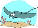 Mobula - type genus of the Mobulidae