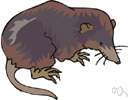masked shrew - commonest shrew of moist habitats in North America