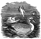 solant goose - very large white gannet with black wing tips