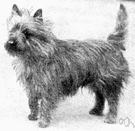 cairn - small rough-haired breed of terrier from Scotland