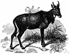 Boselaphus - Indian antelopes: nilgais