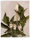 Cimicifuga racemosa - North American bugbane found from Maine and Ontario to Wisconsin and south to Georgia
