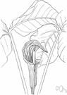 wake-robin - common American spring-flowering woodland herb having sheathing leaves and an upright club-shaped spadix with overarching green and purple spathe producing scarlet berries