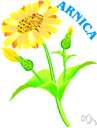 arnica - any of various rhizomatous usually perennial plants of the genus Arnica