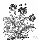polyanthus - florists' primroses