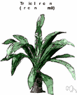 dracaena - an agave that is often cultivated for its decorative foliage