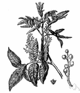 Pistacia terebinthus - a Mediterranean tree yielding Chian turpentine