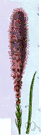prairie star - plant with mostly basal leaves and slender open racemes of white or pale pink flowers