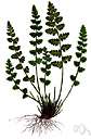 woodsia - any fern of the genus Woodsia