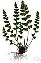 woodsia