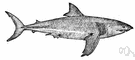man-eater - large aggressive shark widespread in warm seas