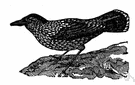 Nucifraga caryocatactes - Old World nutcracker