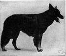 Belgian shepherd - hardy working dog developed in Belgium for herding sheep