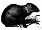 Dasyprocta aguti - agile long-legged rabbit-sized rodent of Central America and South America and the West Indies