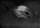 Florida pompano - found in coastal waters New England to Brazil except clear waters of West Indies