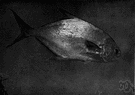 Trachinotus carolinus - found in coastal waters New England to Brazil except clear waters of West Indies