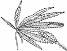 Green Goddess - street names for marijuana