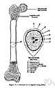 arteria nutricia - an artery that supplies the medullary cavity of the long bone