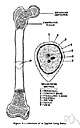 nutrient artery - an artery that supplies the medullary cavity of the long bone