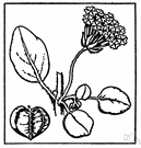 sand verbena - any of various plants of the genus Abronia of western North America and Mexico having flowers resembling verbena