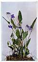 arrow leaved aster - a variety of aster