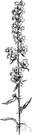 silverrod - plant of eastern North America having creamy white flowers