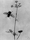 genus Chloris - tufted or perennial or annual grasses having runners: finger grass