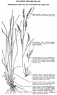blue stem - tall grass with smooth bluish leaf sheaths grown for hay in the United States