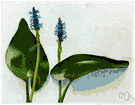 Pontederia - pickerelweed