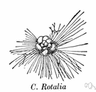 Sarcodina - characterized by the formation of pseudopods for locomotion and taking food: Actinopoda