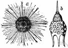 Radiolaria - marine protozoa