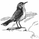 Salpinctes obsoletus - wren inhabiting badlands and mesa country of western United States and Mexico