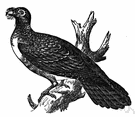 Steatornis - type and sole genus of the family Steatornithidae