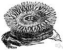 actinozoan - sessile marine coelenterates including solitary and colonial polyps