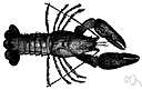 genus Astacus - type genus of the family Astacidae